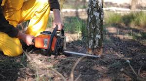 Professional Tree Services in La Grange Park, IL