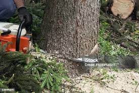How Our Tree Care Process Works  in  La Grange Park, IL