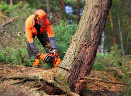 Reliable La Grange Park, IL Tree Services Solutions