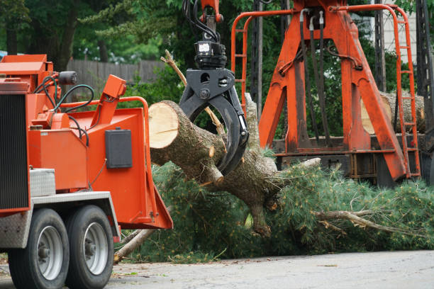 Best Tree Preservation Services  in La Grange Park, IL